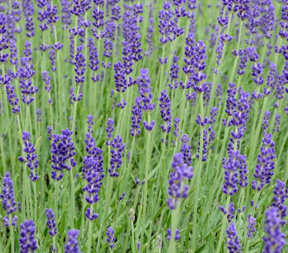 Lavendel