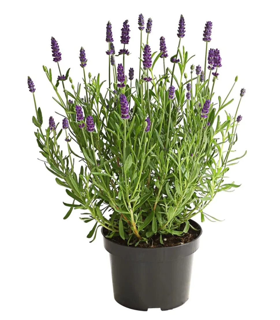 Lavendel
