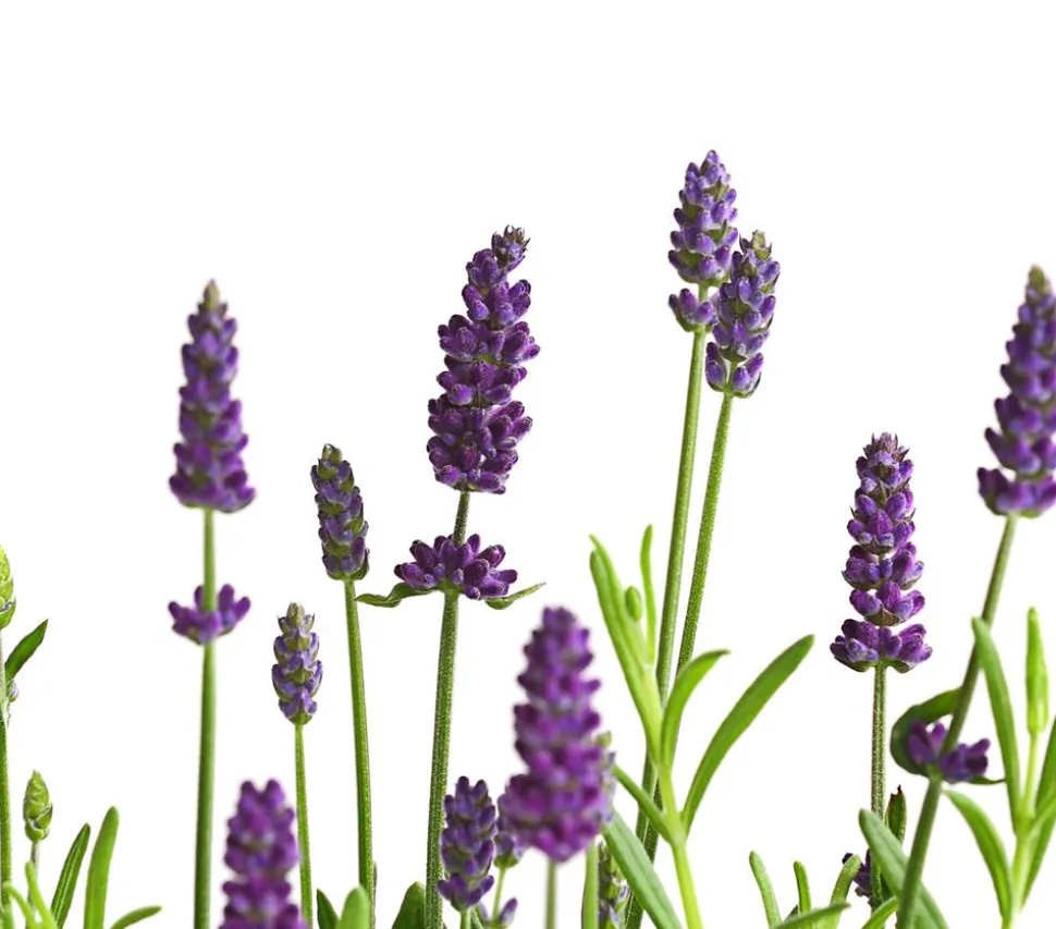 Lavendel