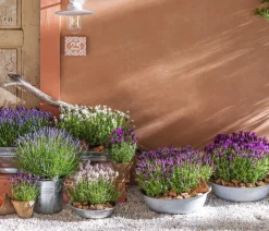 Lavendel-Set Lavendel-Vielfalt, 4-teilig