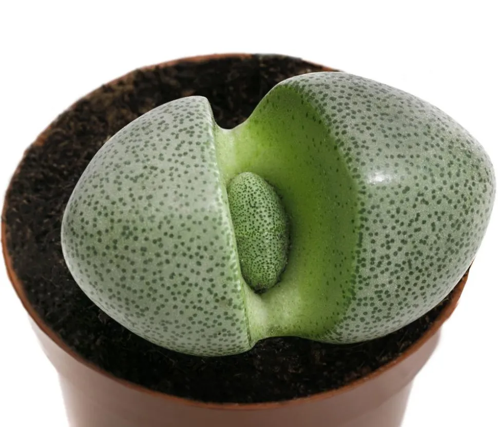 Lebender Granit - Pleiospilos nelii