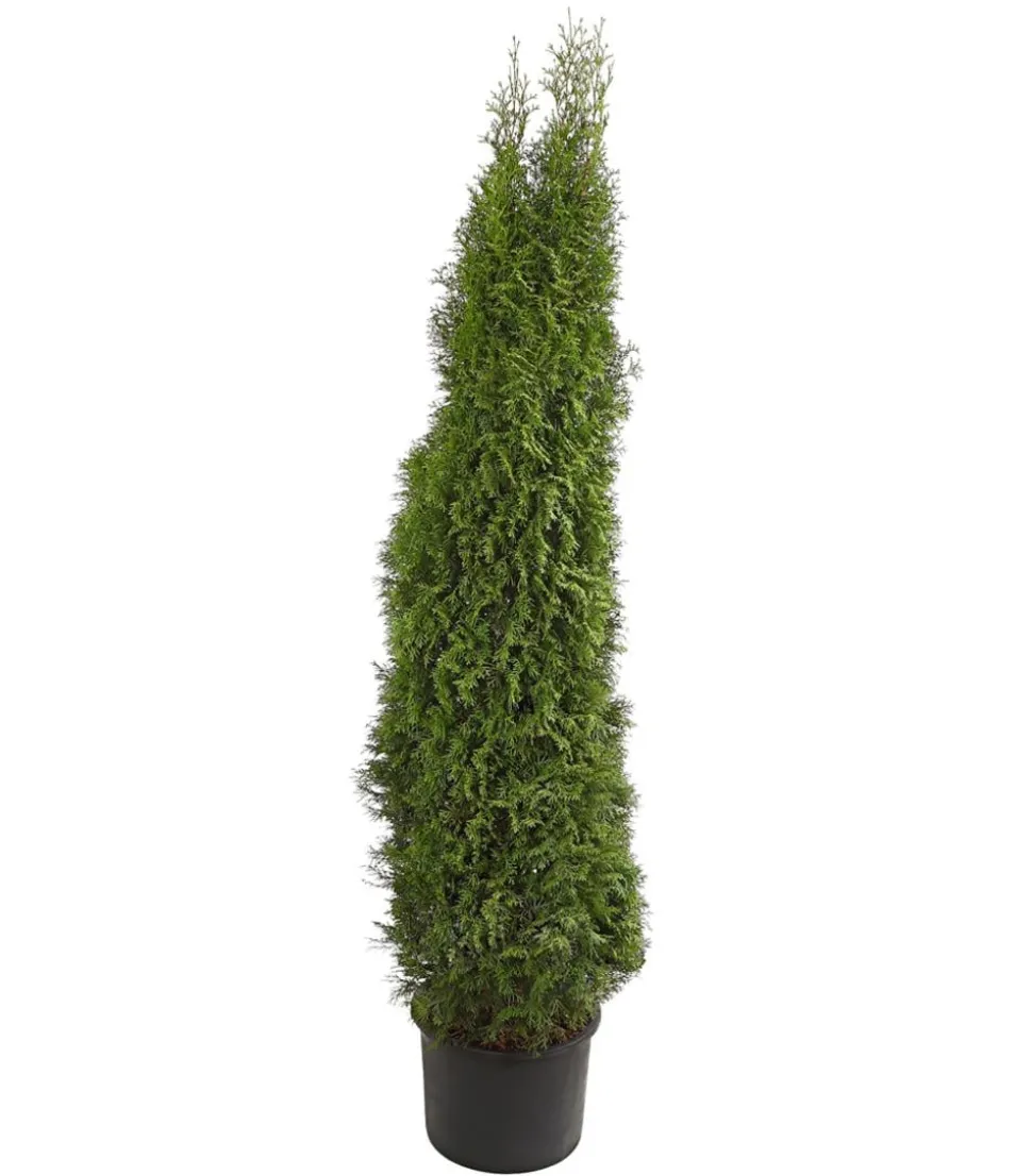 Lebensbaum 'Smaragd'