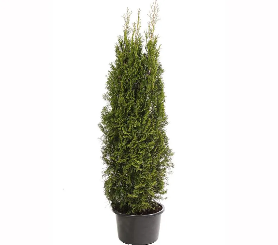 Lebensbaum 'Smaragd'