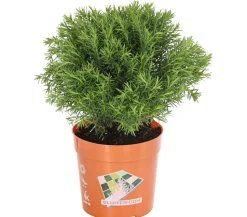 Lebensbaum 'Teddy'