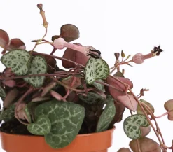 Leuchterblume - Ceropegia woodii, Ampel