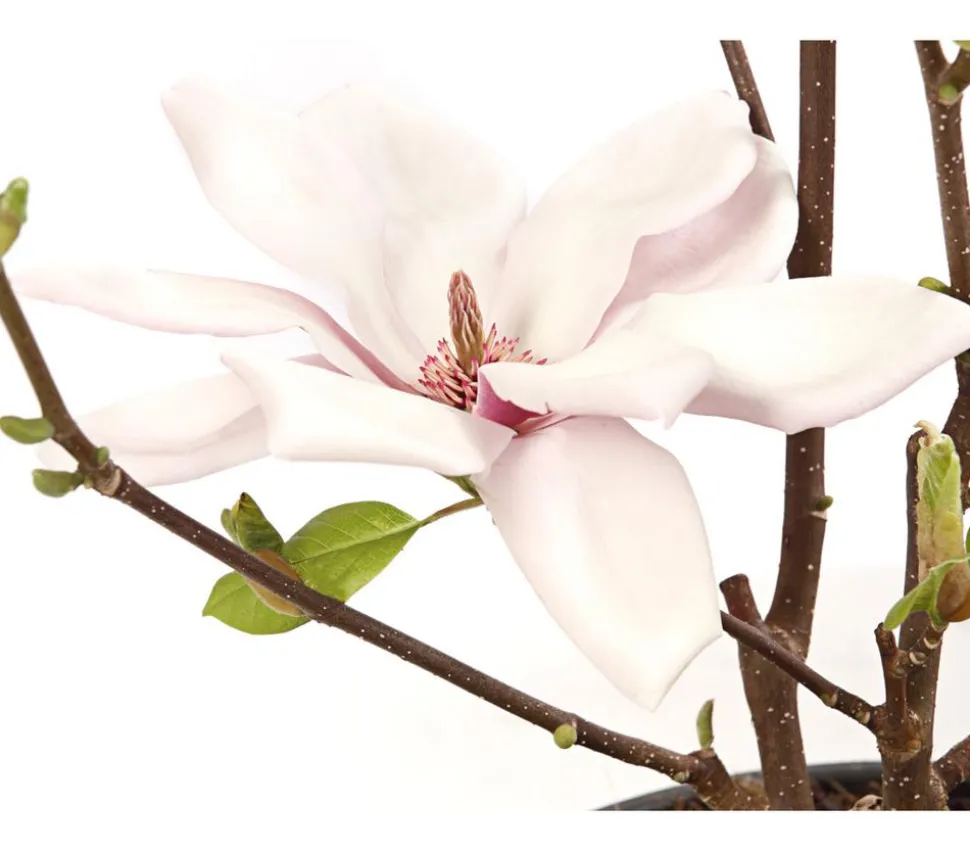 Magnolie 'Satisfaction'