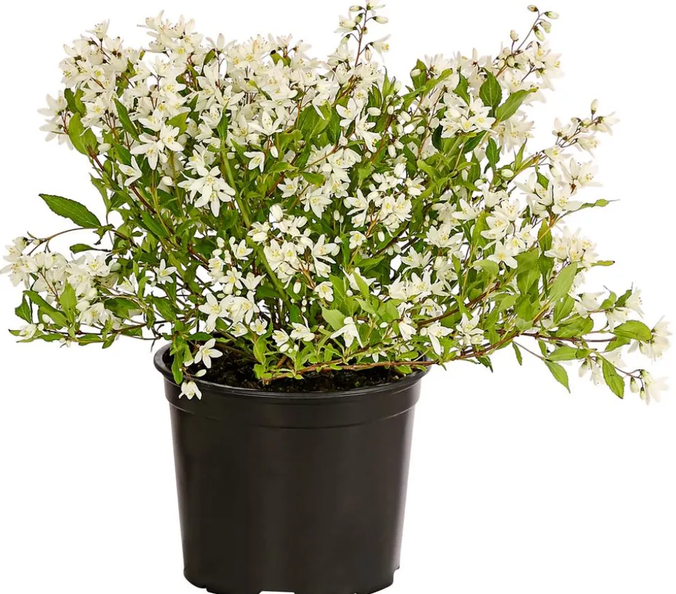 Maiblumenstrauch 'Yuki Snowflake®'