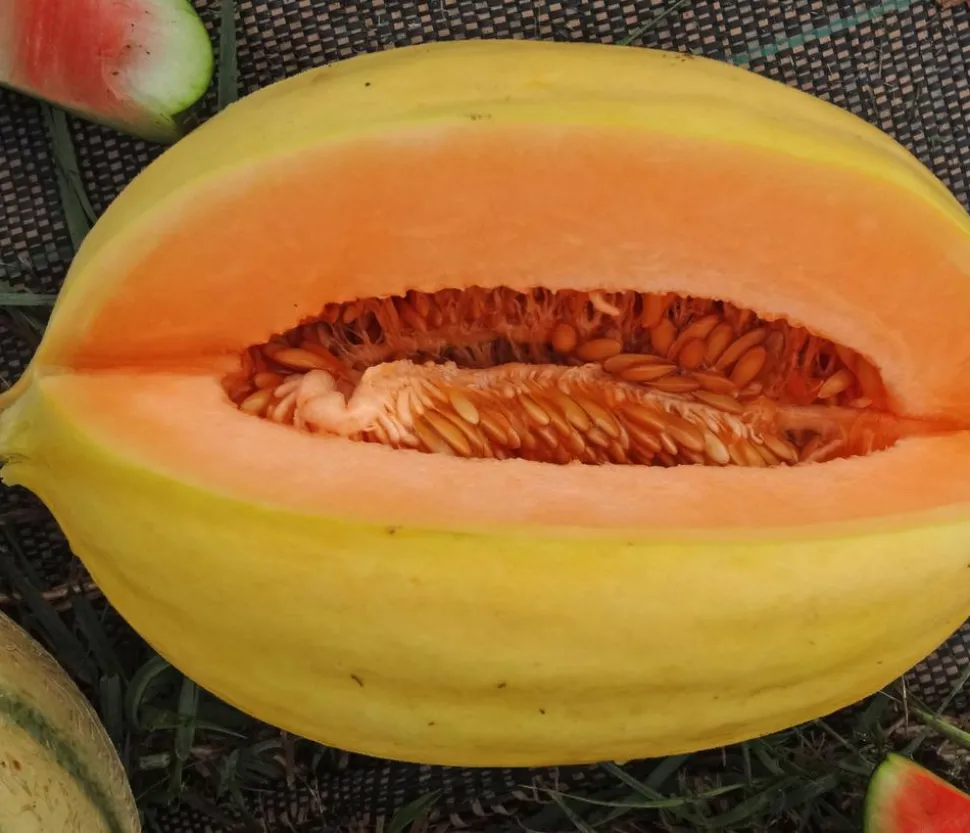 Mangomelone