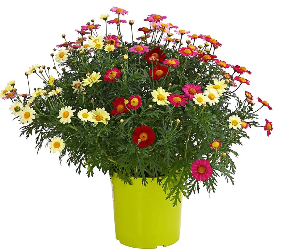 Margeriten-Trio