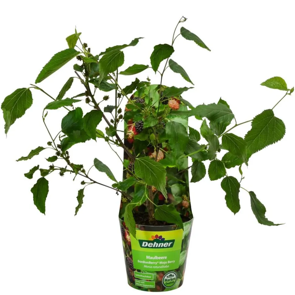 Maulbeere 'Mojo Berry'