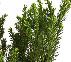 1 Meter Becher-Eibe 'Hillii', 4 x ca. 60-70 cm