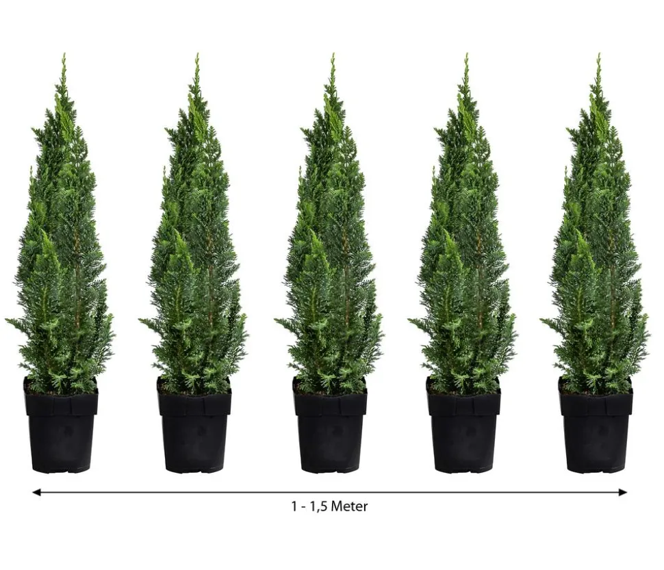 1-1,5 Meter Gartenzypresse 'Little Spire', 5x ca. 30 cm