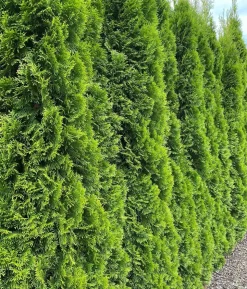 20 Meter Lebensbaum 'Smaragd', 80 x ca. 40-60 cm