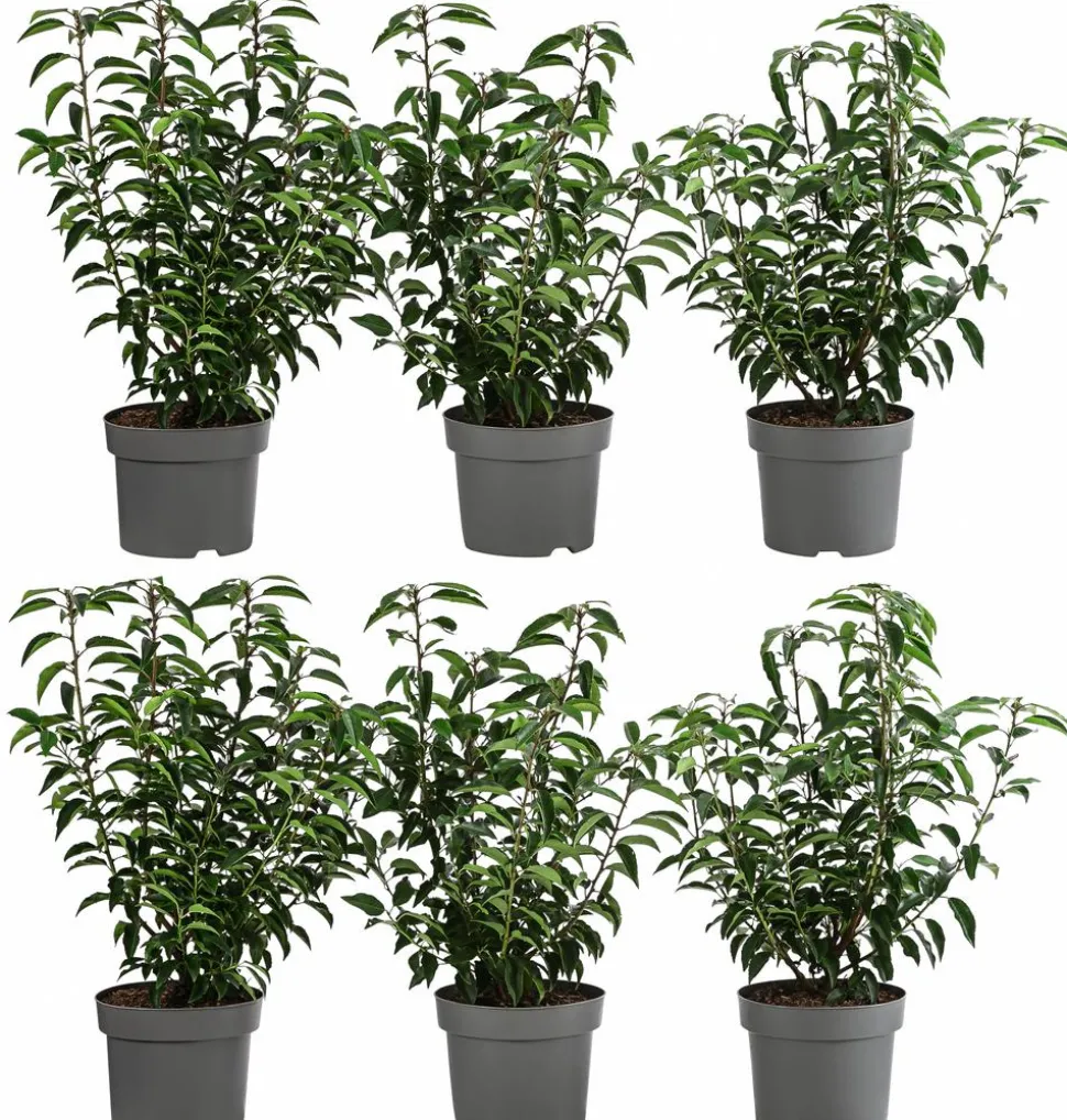 2 Meter Portugiesischer Kirschlorbeer 'Angustifolia', 6 x ca. 40-60 cm