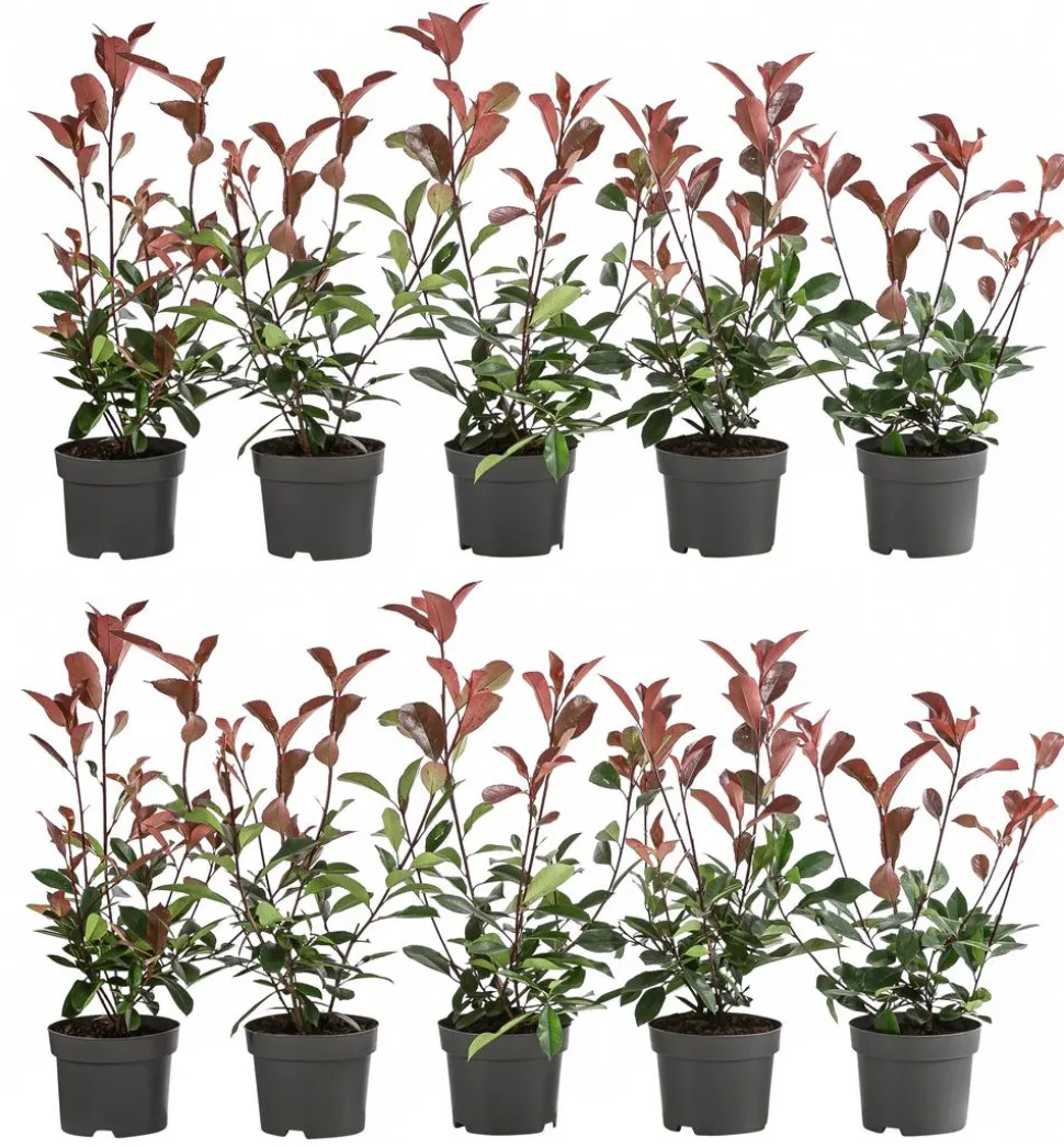 2-3 Meter Purpur-Glanzmispel 'Red Robin', 10 x ca. 20-35 cm