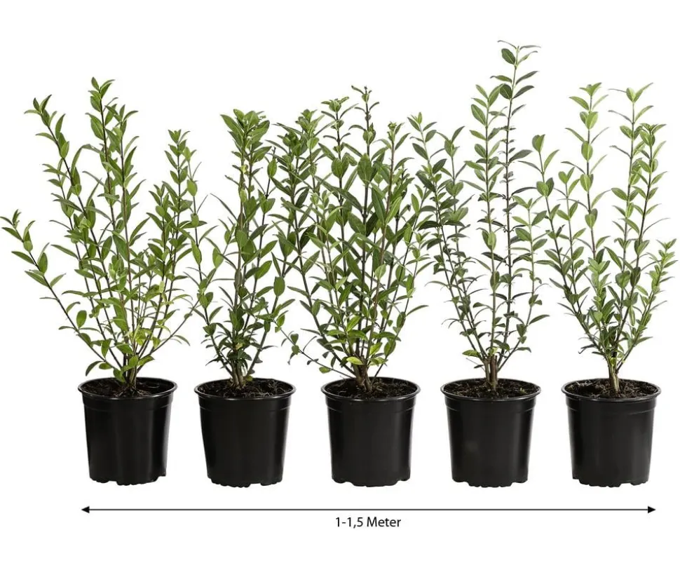 1-1,5 Meter Wintergrüner Liguster 'Atrovirens', 5 x ca. 30-35 cm