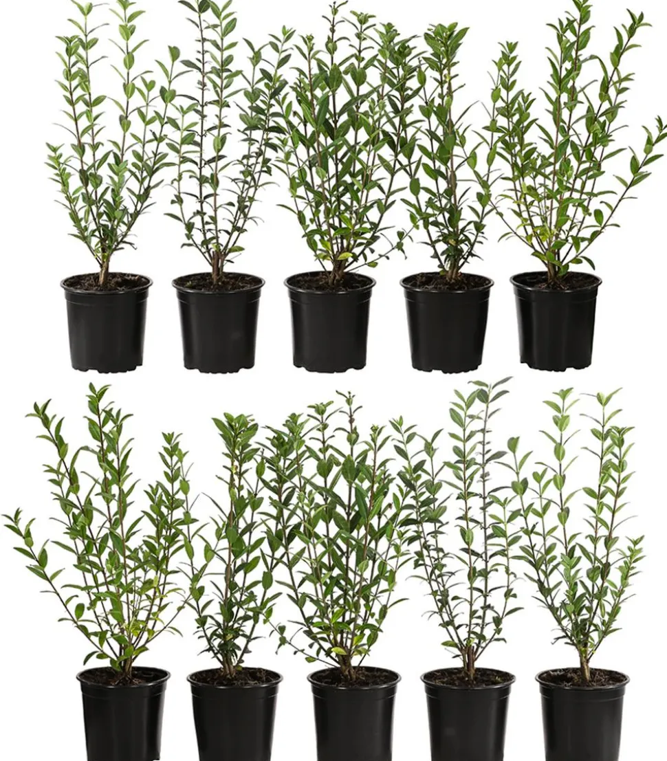 5 Meter Wintergrüner Liguster 'Atrovirens', 15 x ca. 100-150 cm