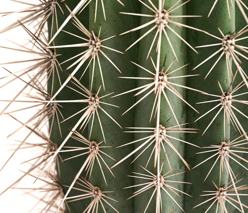 Mexikanischer Kandelaberkaktus - Pachycereus pringlei