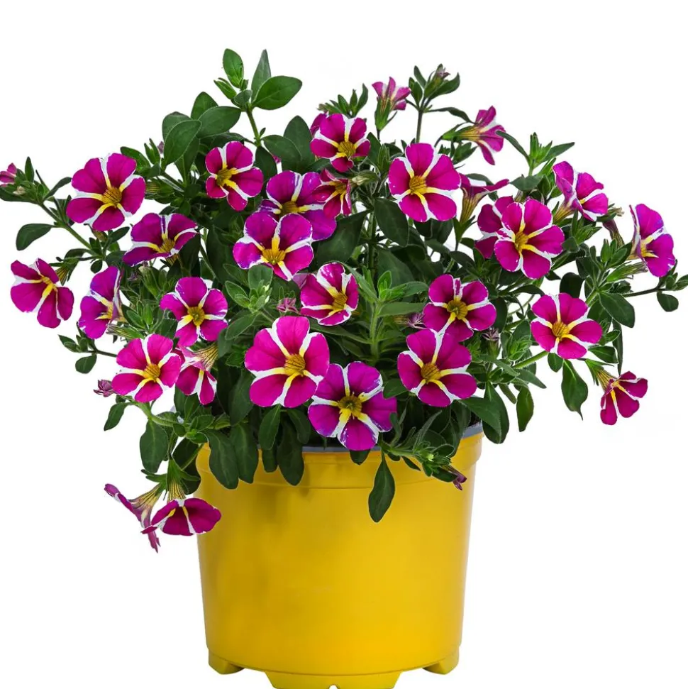 Minihängepetunie 'Pink Star'