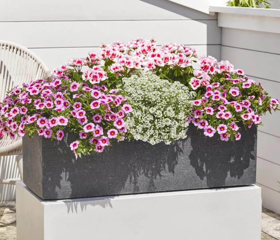 Minihängepetunie 'Rosenauge'