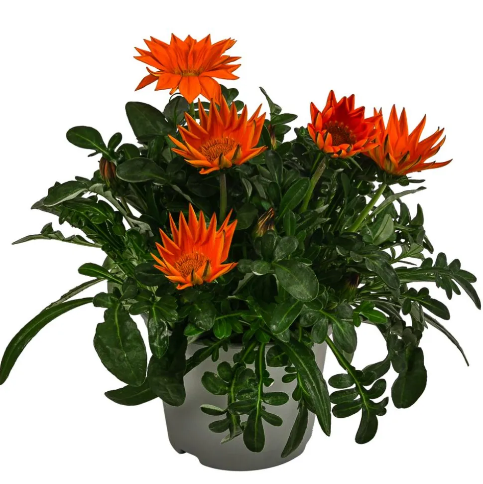 Mittagsgold, verschiedene Farben