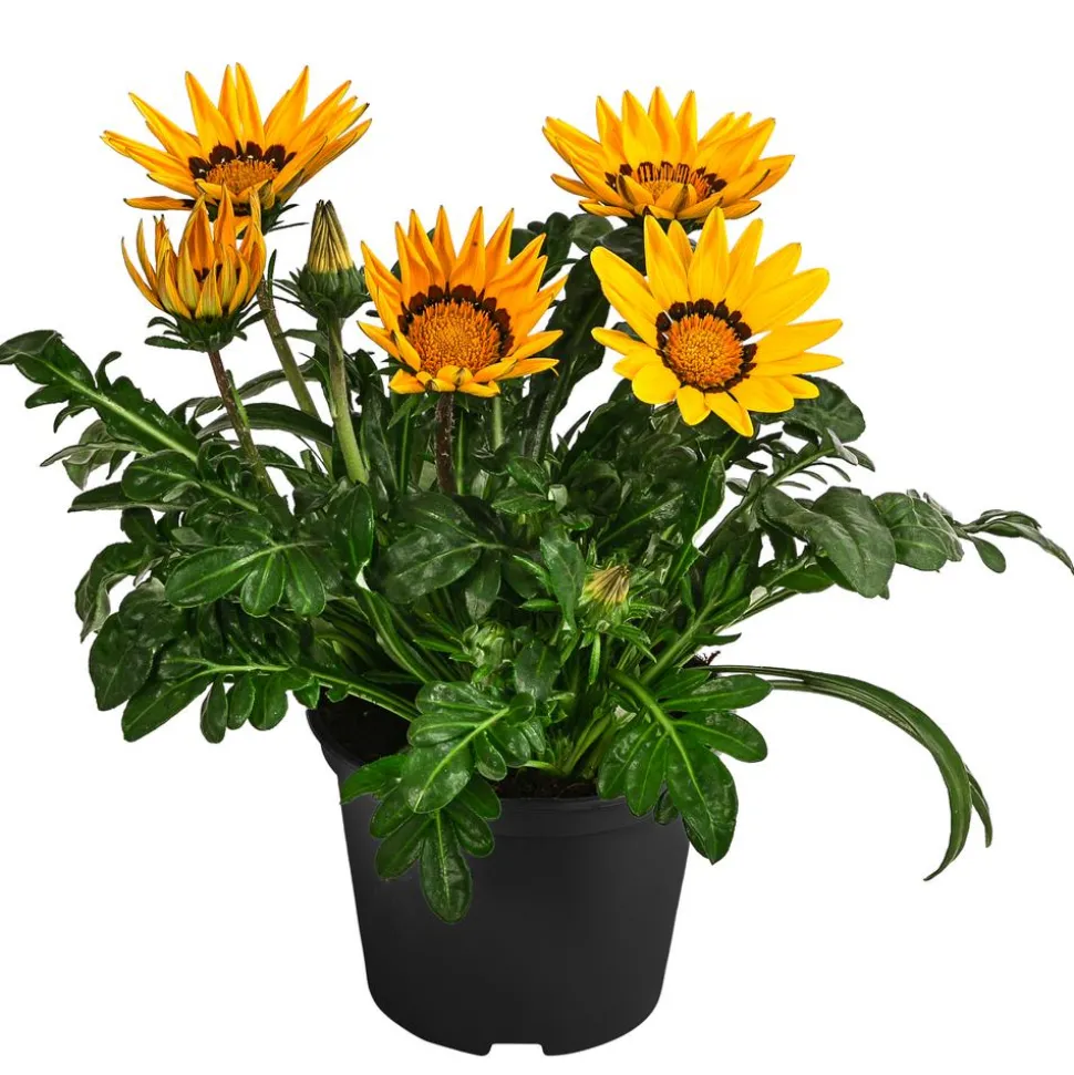 Mittagsgold, verschiedene Farben