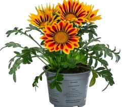 Mittagsgold, verschiedene Farben