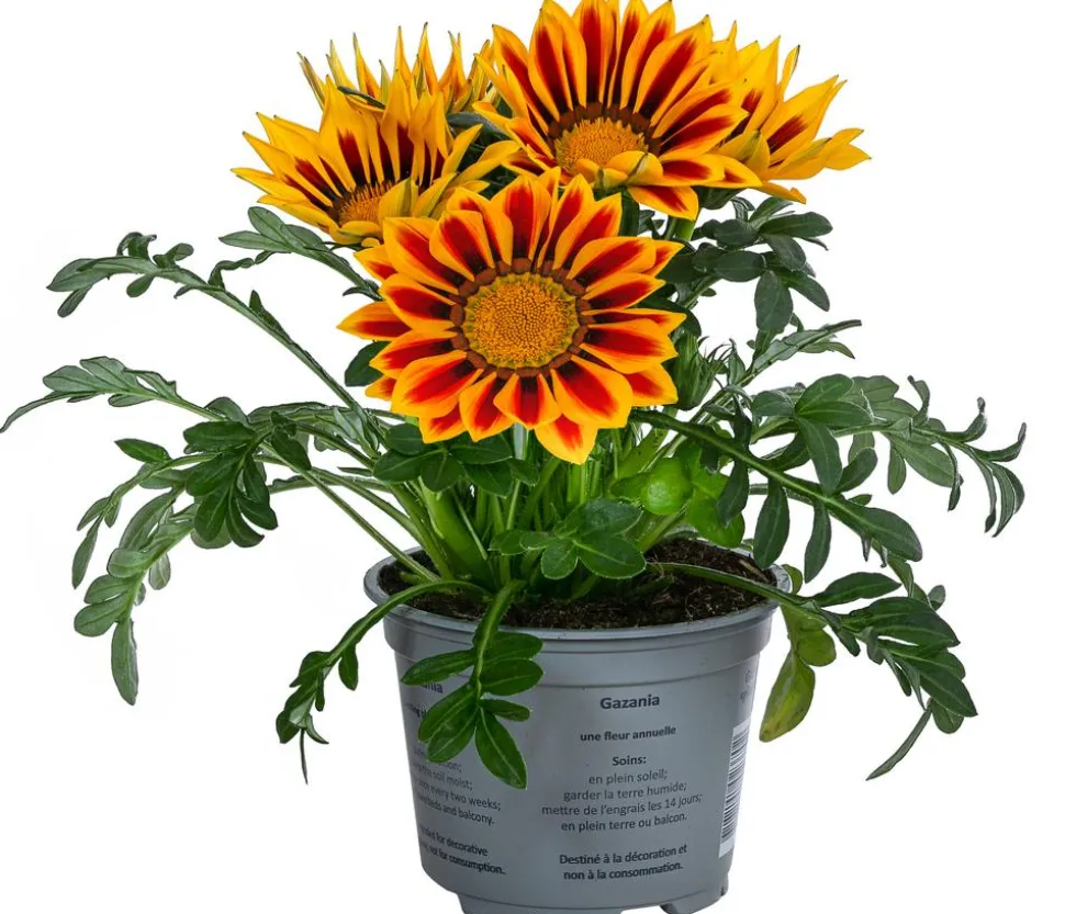 Mittagsgold, verschiedene Farben