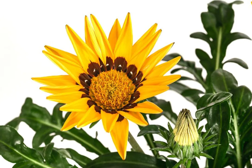 Mittagsgold, verschiedene Farben
