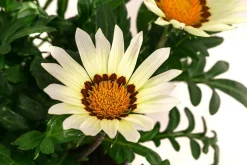 Mittagsgold, verschiedene Farben