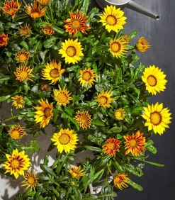 Mittagsgold, verschiedene Farben