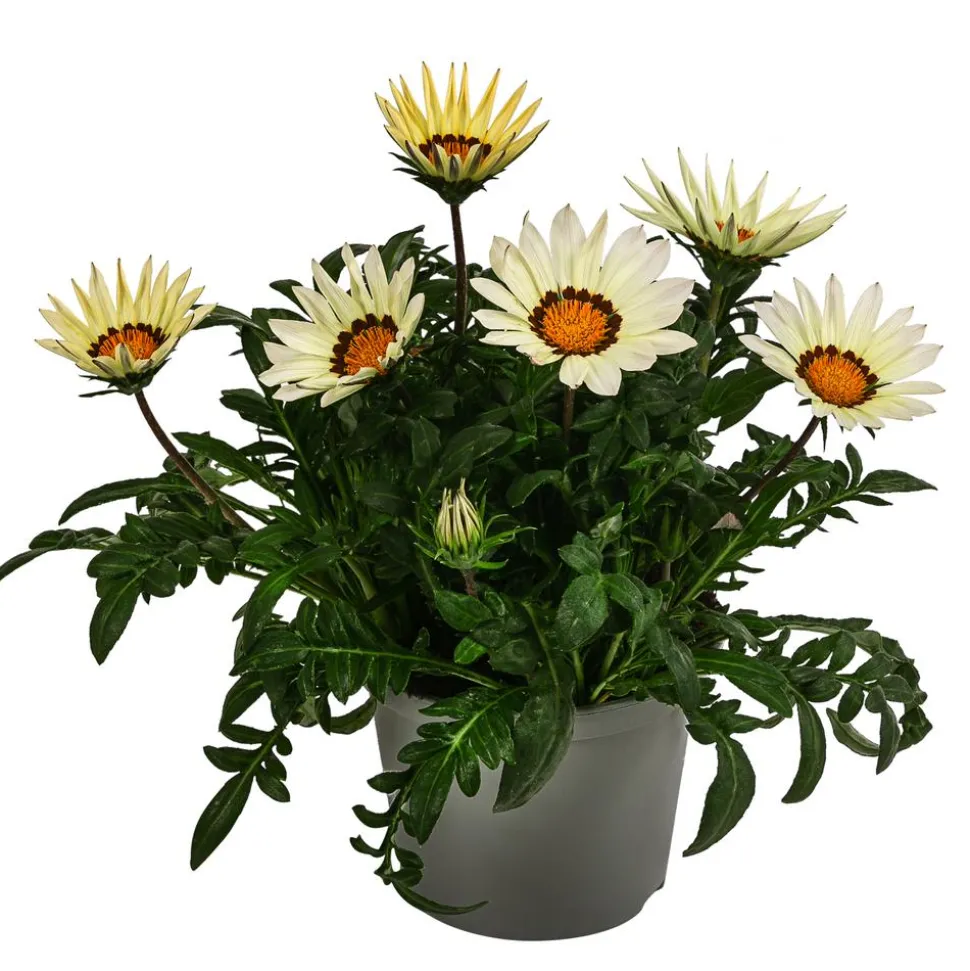 Mittagsgold, verschiedene Farben