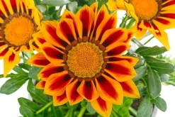Mittagsgold, verschiedene Farben