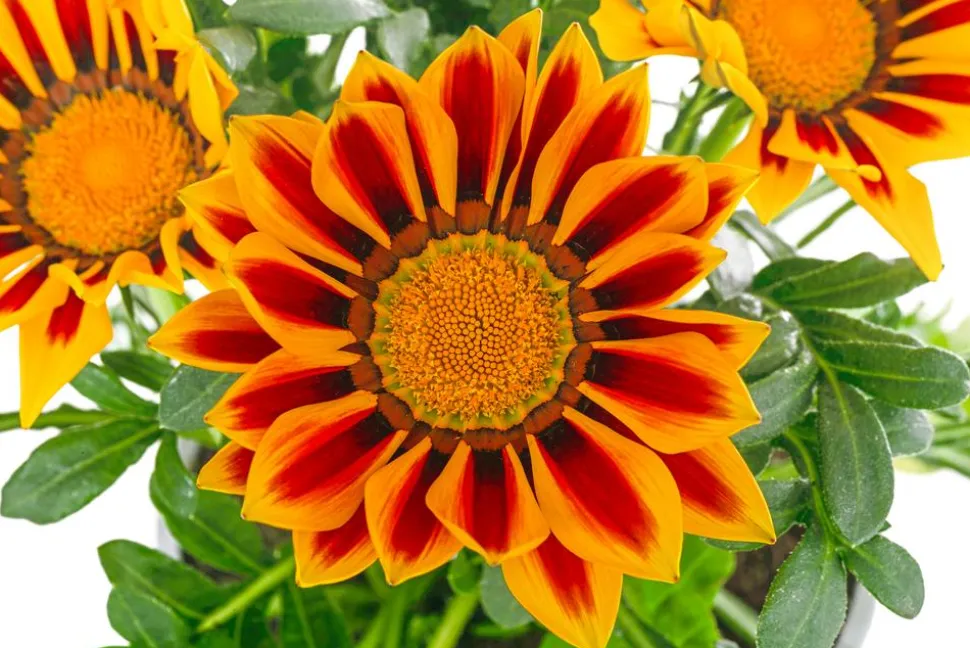 Mittagsgold, verschiedene Farben
