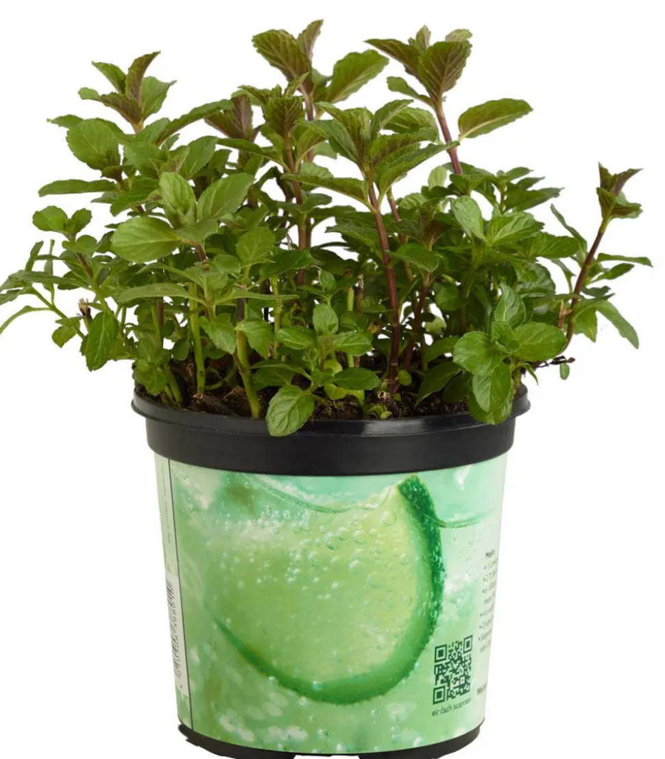 Mojito-Minze