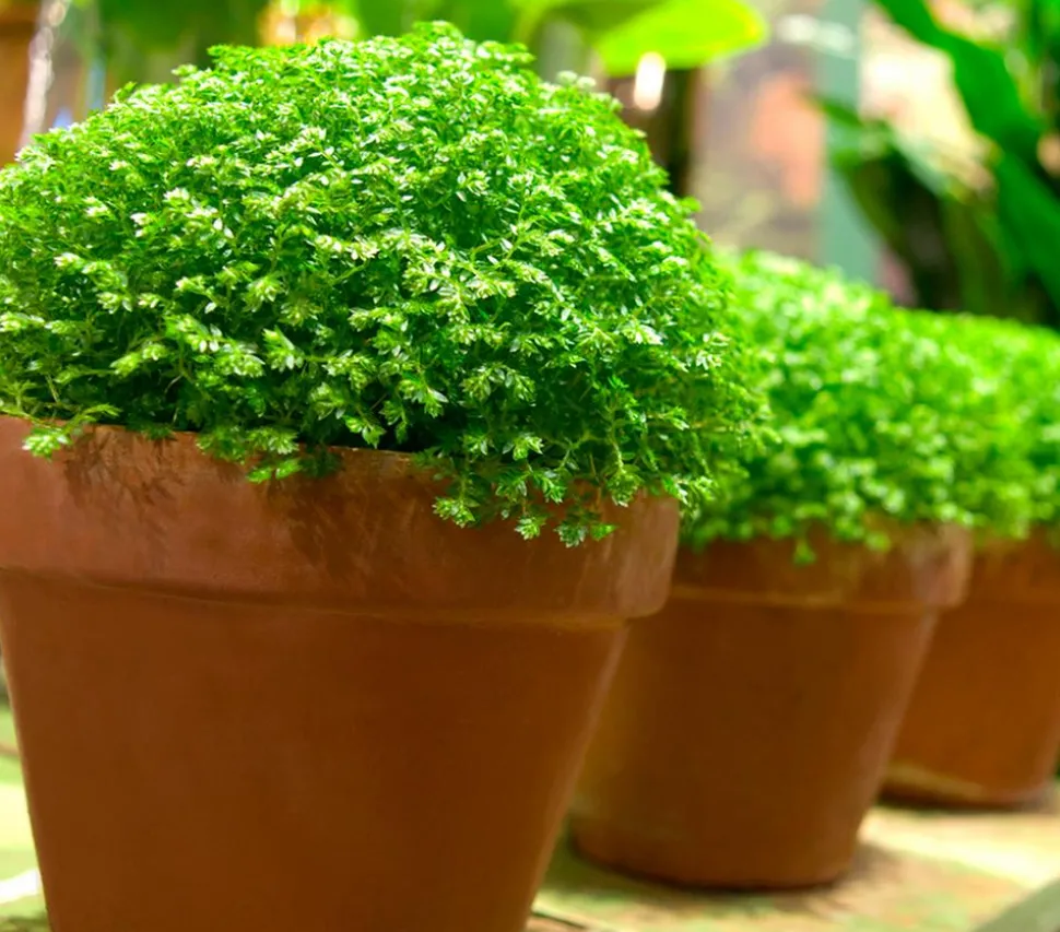 Moosfarn - Selaginella apoda