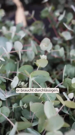 Mostgummi-Eukalyptus 'Azura'