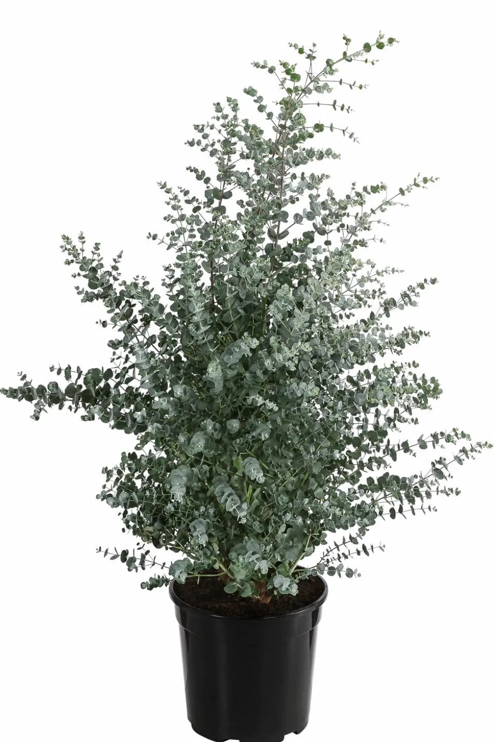 Mostgummi-Eukalyptus 'Azura'