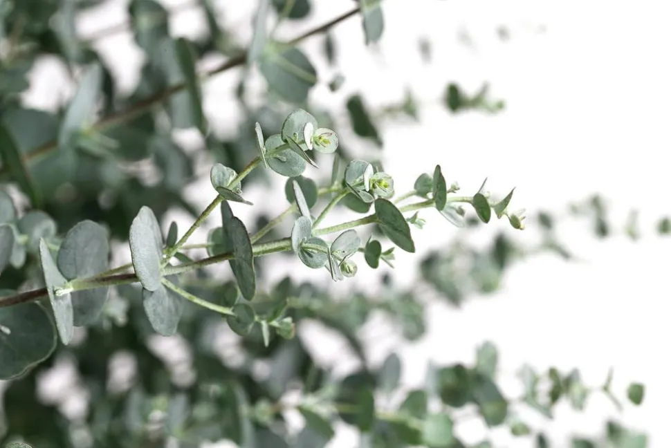 Mostgummi-Eukalyptus 'Azura'