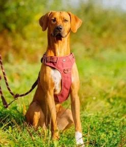 Nobby Hundegeschirr Sporty
