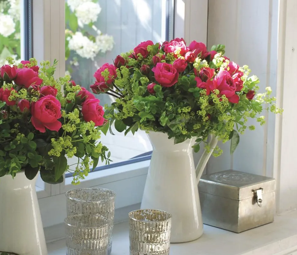 Noblesse® Spray-Rose 'Magic Rokoko®'