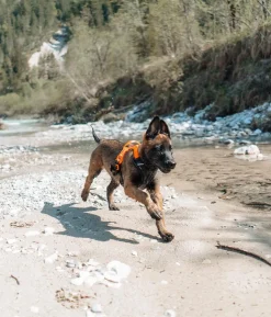 Non-stop dogwear Hundegeschirr Ramble harness, schwarz/orange