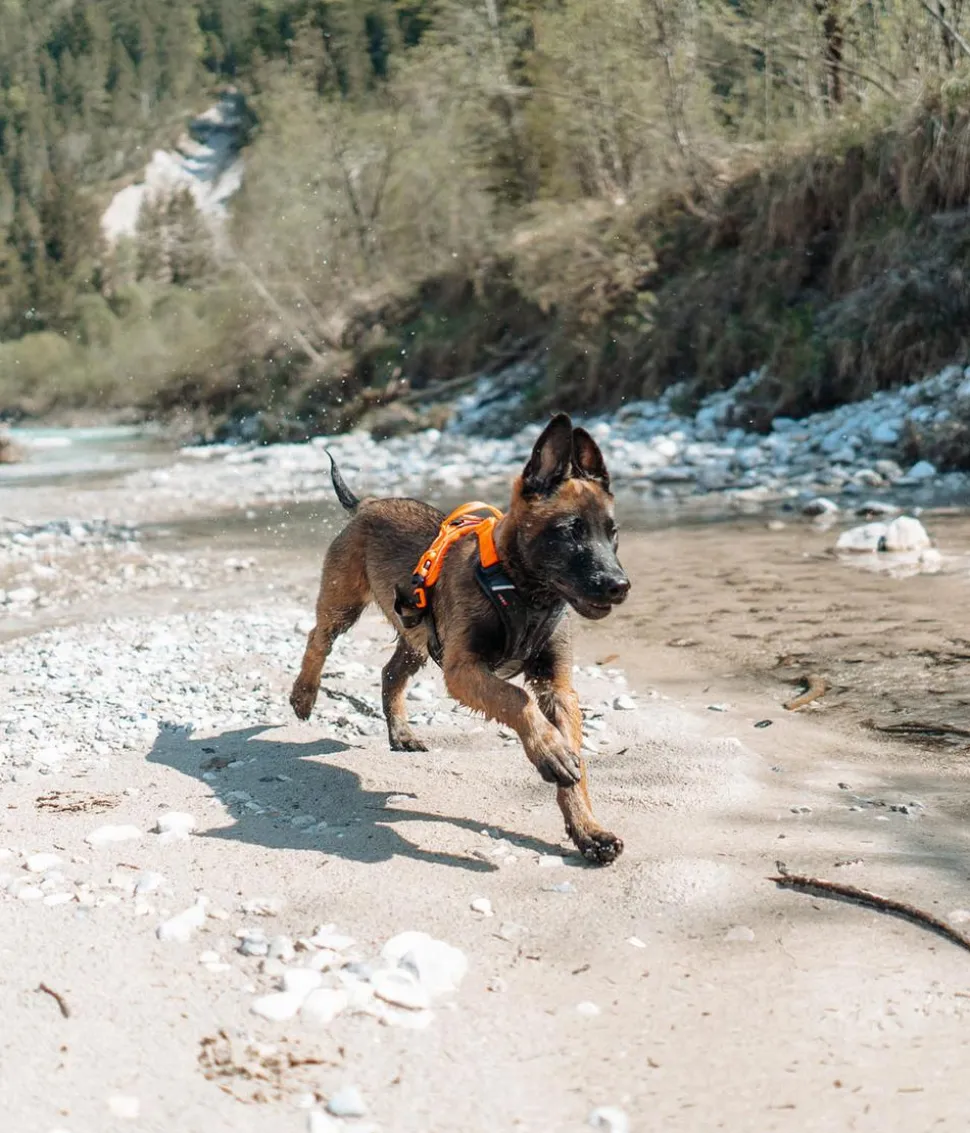 Non-stop dogwear Hundegeschirr Ramble harness, schwarz/orange