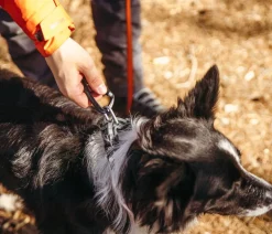 Non-stop dogwear Hundehalsband Roam collar, orange