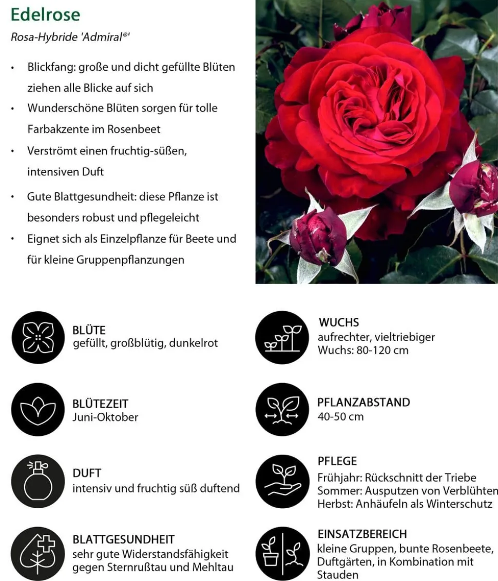 Nostalgie®-Edelrose 'Admiral®'