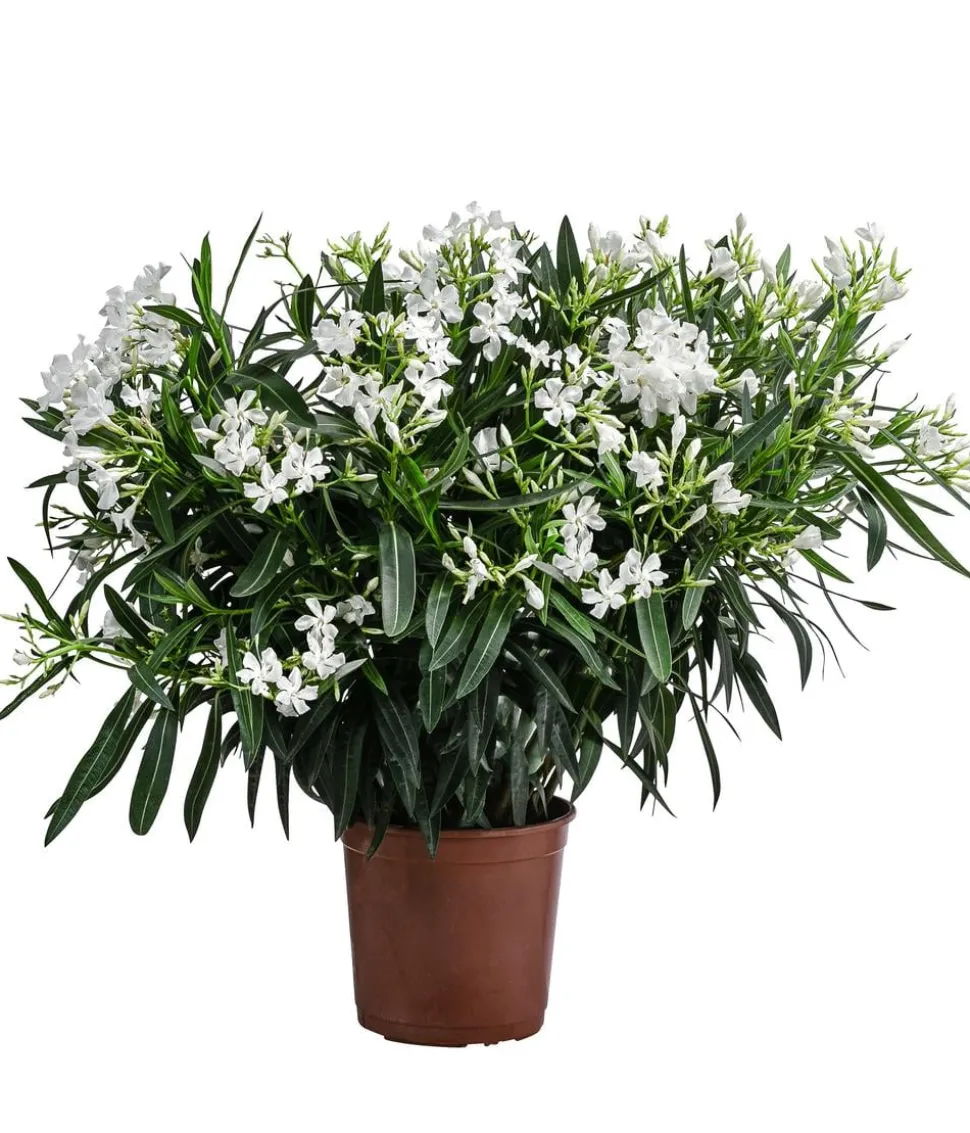 Oleander, Busch