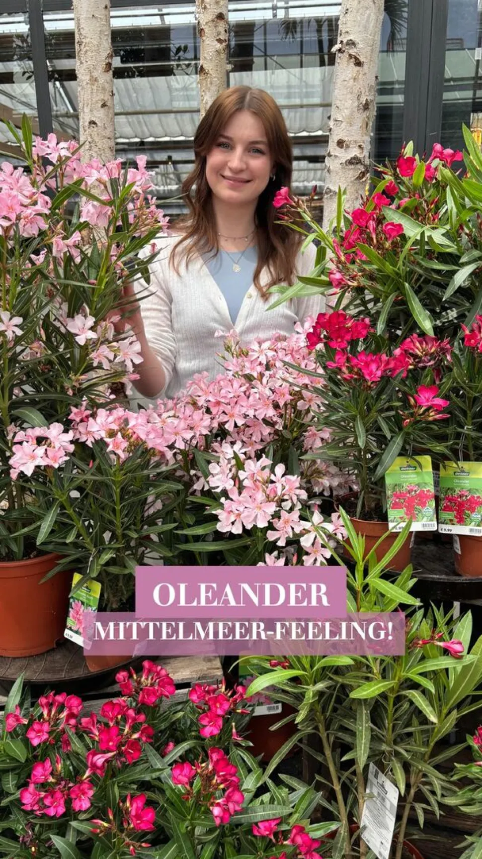 Oleander, Busch
