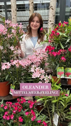 Oleander, Busch, verschiedene Farben