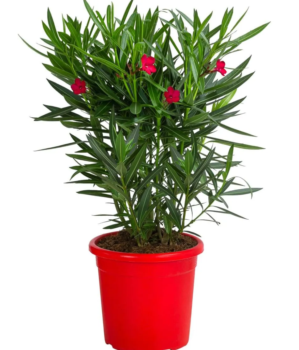 Oleander 'Jannoch'