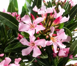 Oleander, Stämmchen, verschiedene Farben